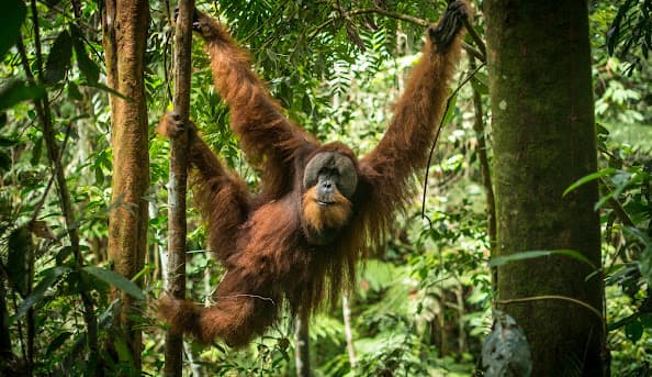 Lovely Sumatran Orangutan Jungle Trekking – Bukit Lawang