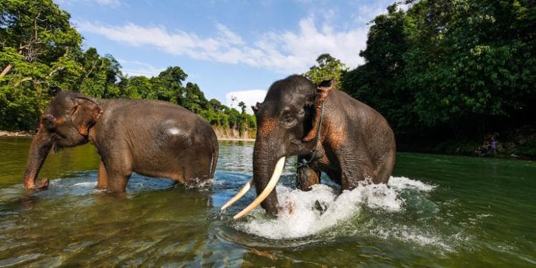Home of Rehabilitated Sumatran Elephants
